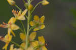 Loomis' yellow loosestrife